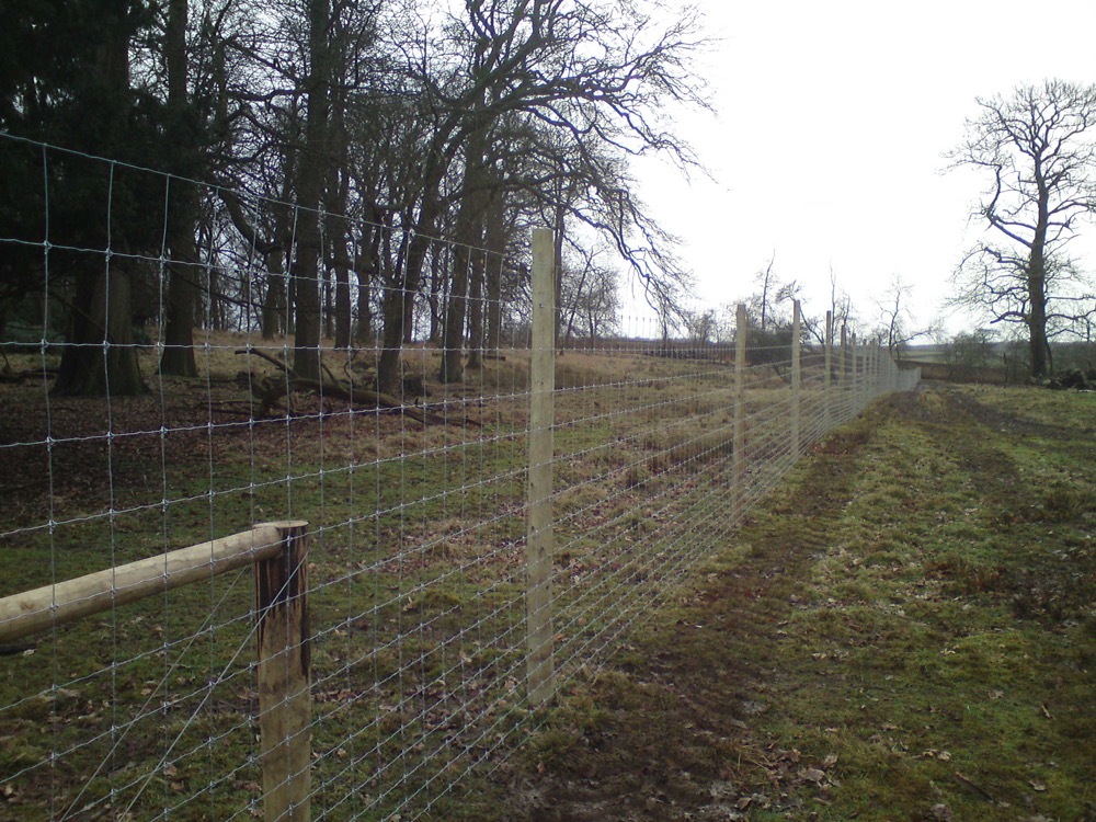 A deer fence in Woburn